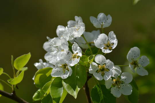 Plancia ëd Pyrus communis L.