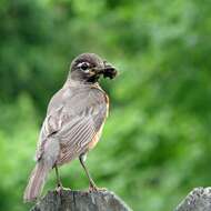 Image of American Robin