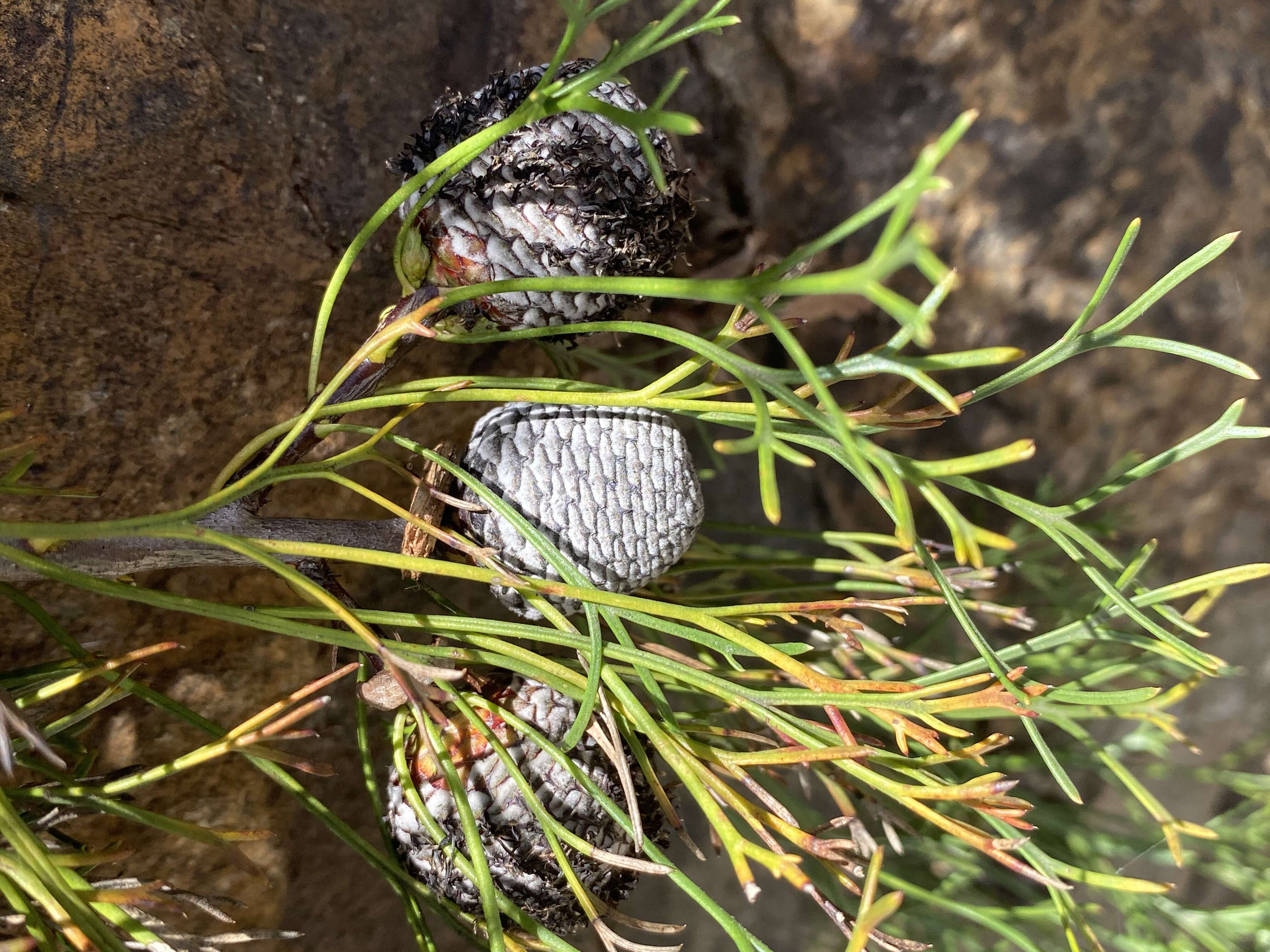 Imagem de Isopogon prostratus Mc Gill.