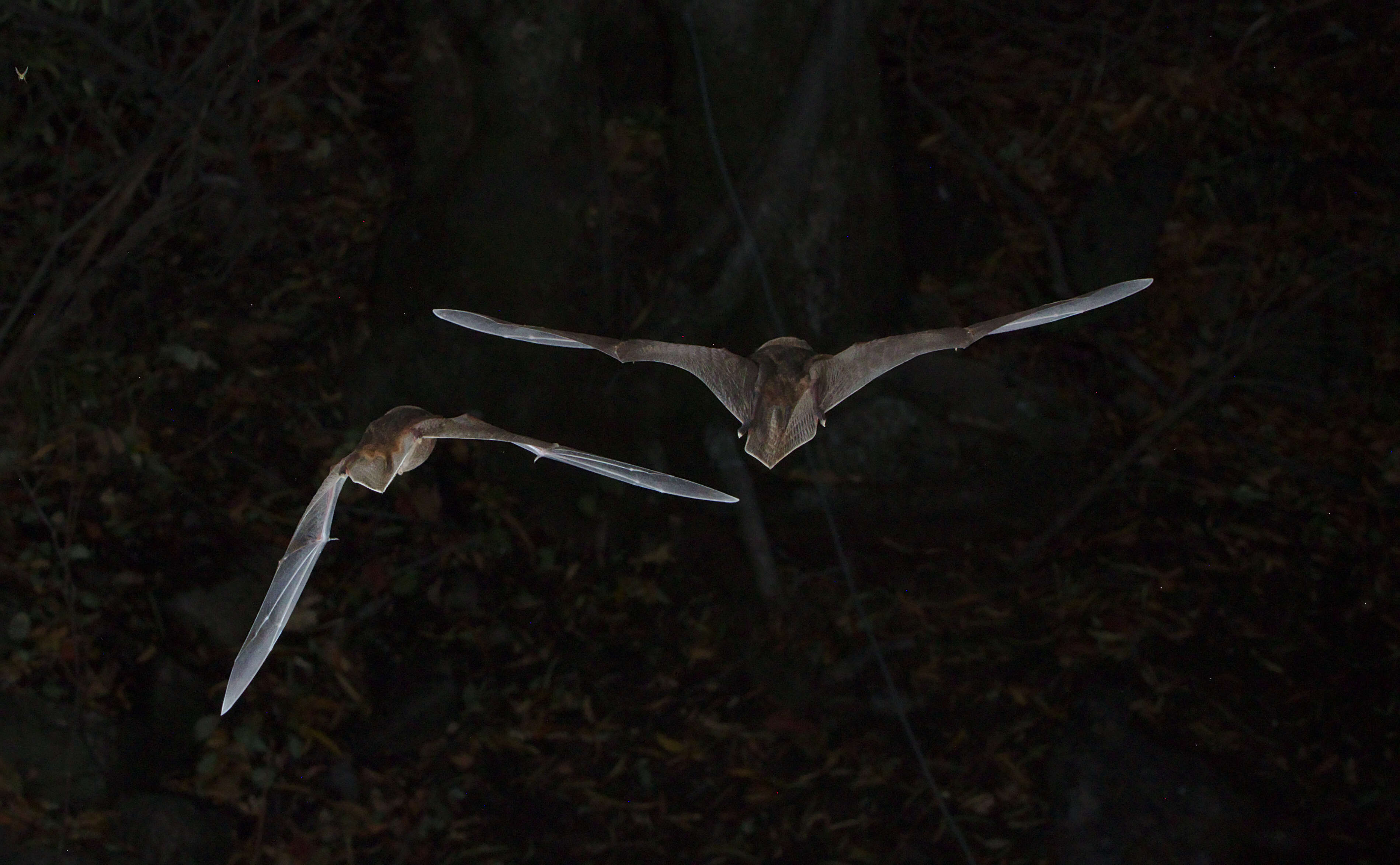 Image of Natal Long-fingered Bat