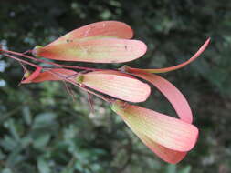 Image of Hopea ponga (Dennst.) D. J. Mabberley