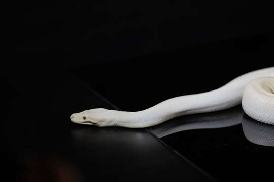 Image of Olive Python