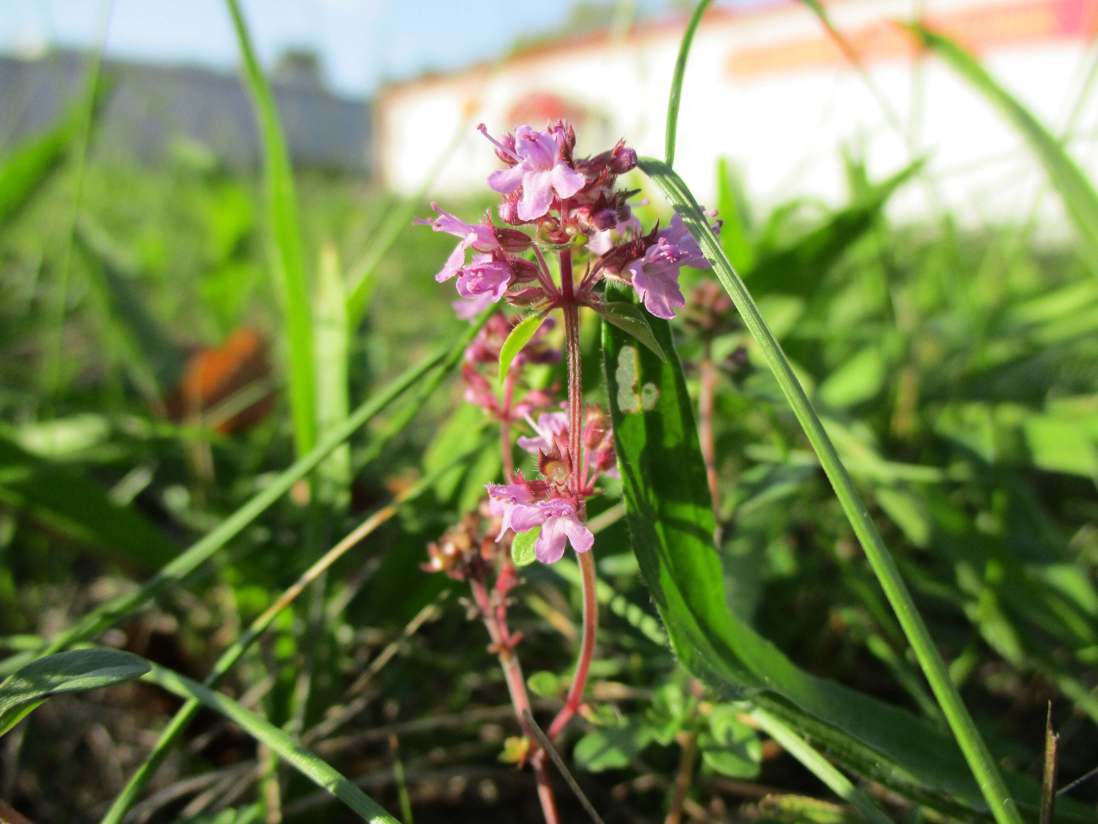 Image of Large Thyme