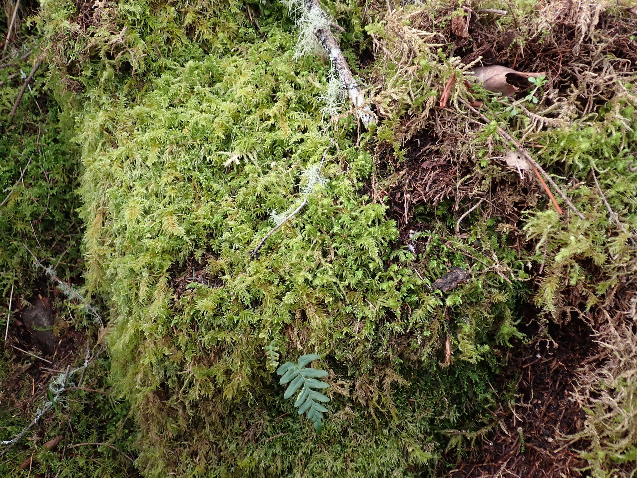 Sivun Metsäliekosammal kuva