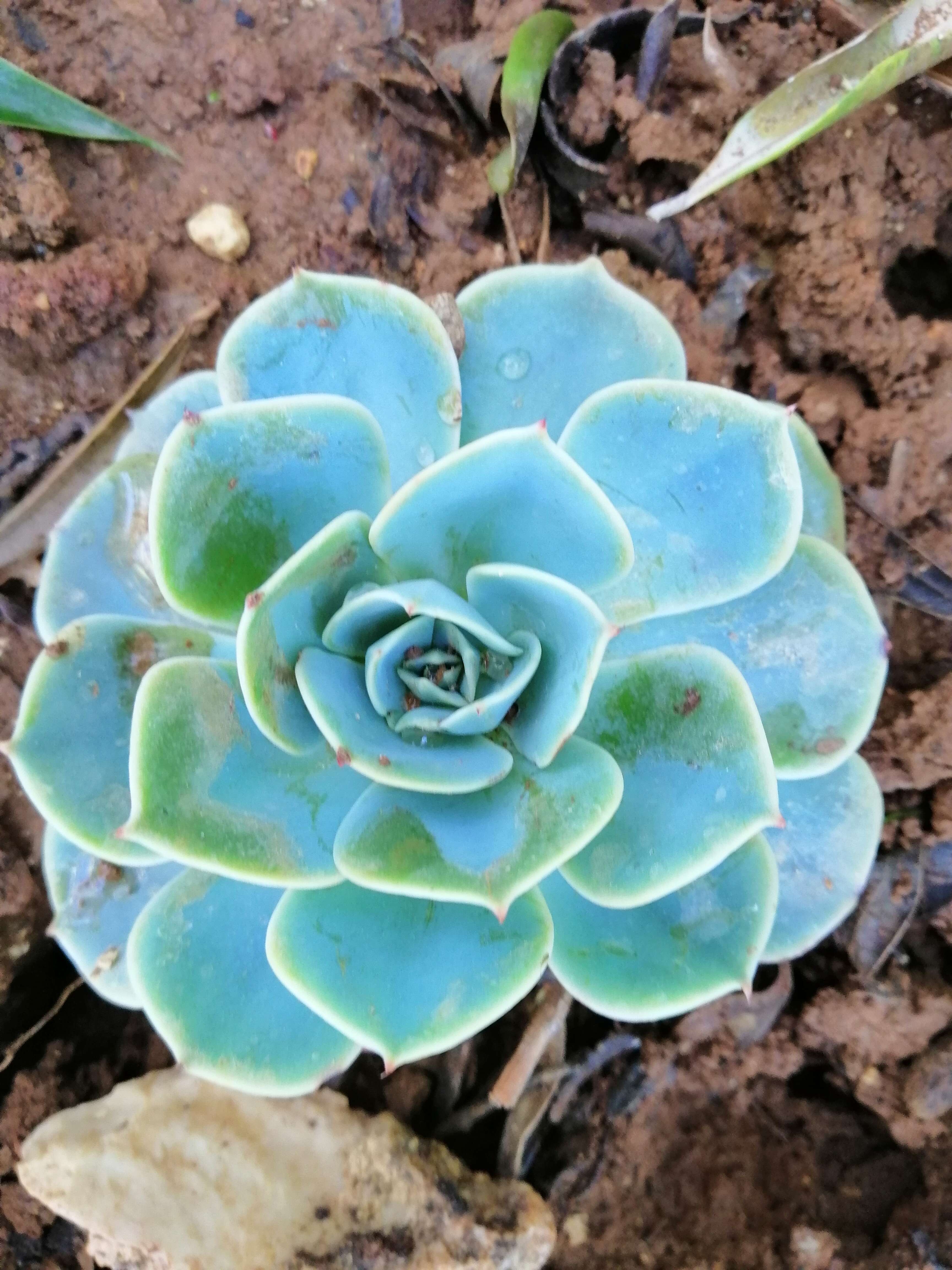 Image of Echeveria elegans Rose