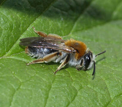 Image of early mining bee