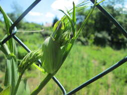 Lathyrus latifolius L. resmi