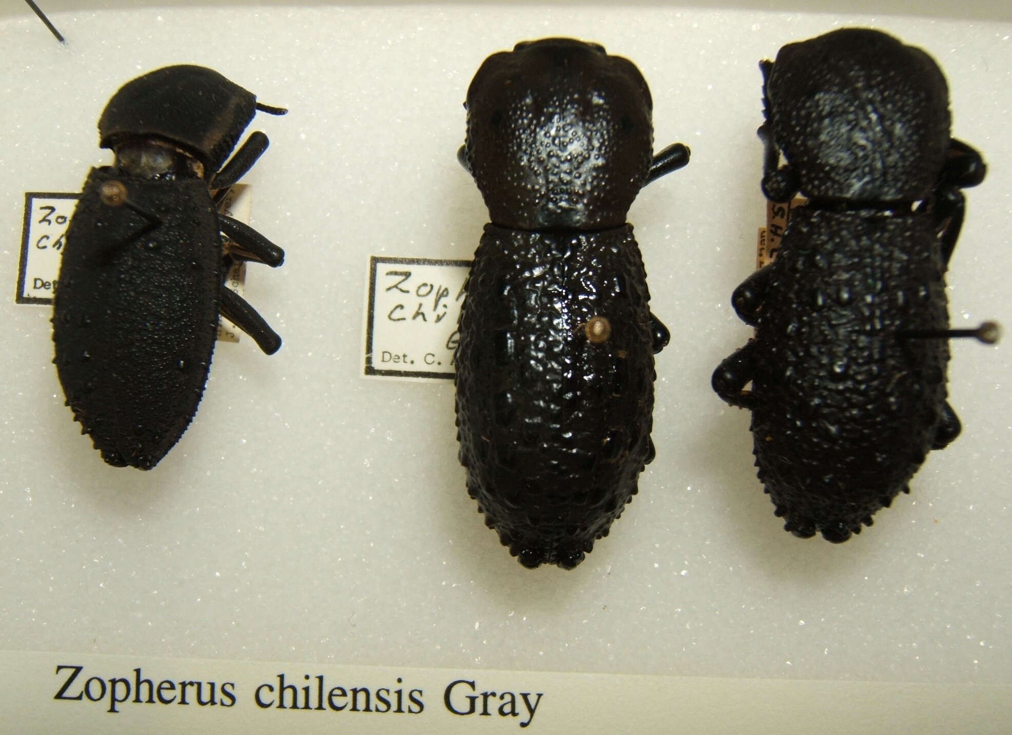 Image of Zopherus chilensis