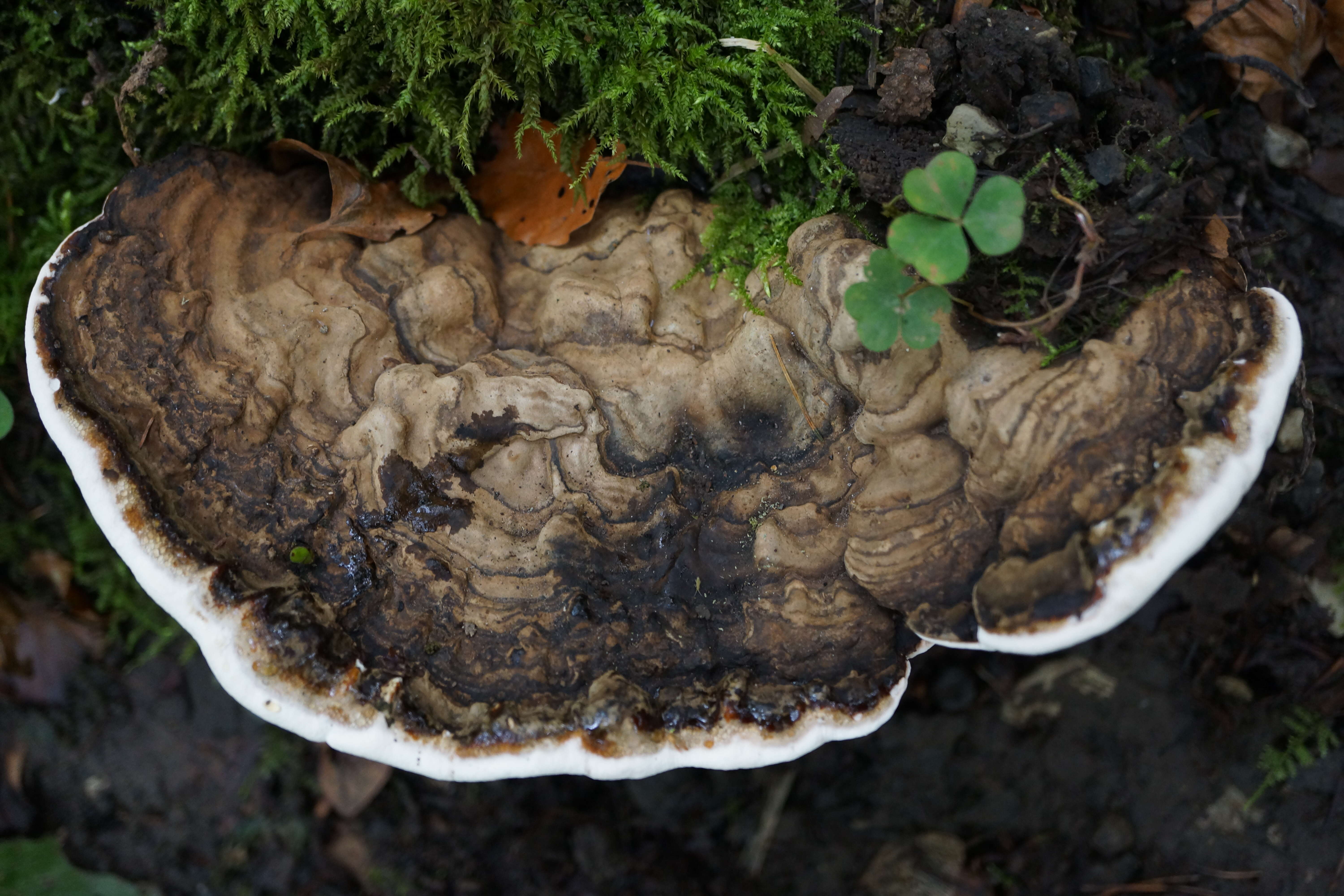 Phellinus igniarius (L.) Quél. 1886 resmi