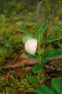 Image of Exobasidium vaccinii (Fuckel) Woronin 1867