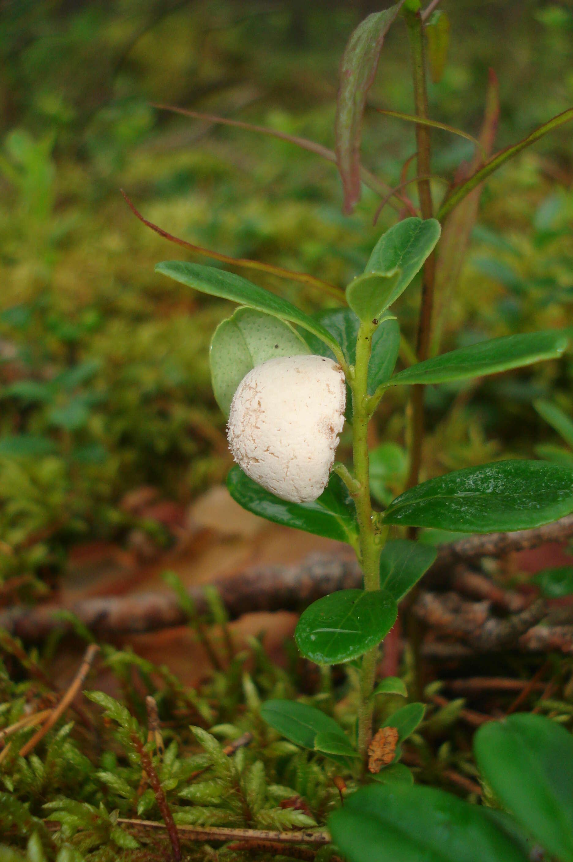 Exobasidium vaccinii (Fuckel) Woronin 1867 resmi