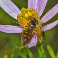 Image of Platycheirus scutatus (Meigen 1822)