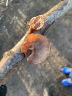 Image of ear fungus