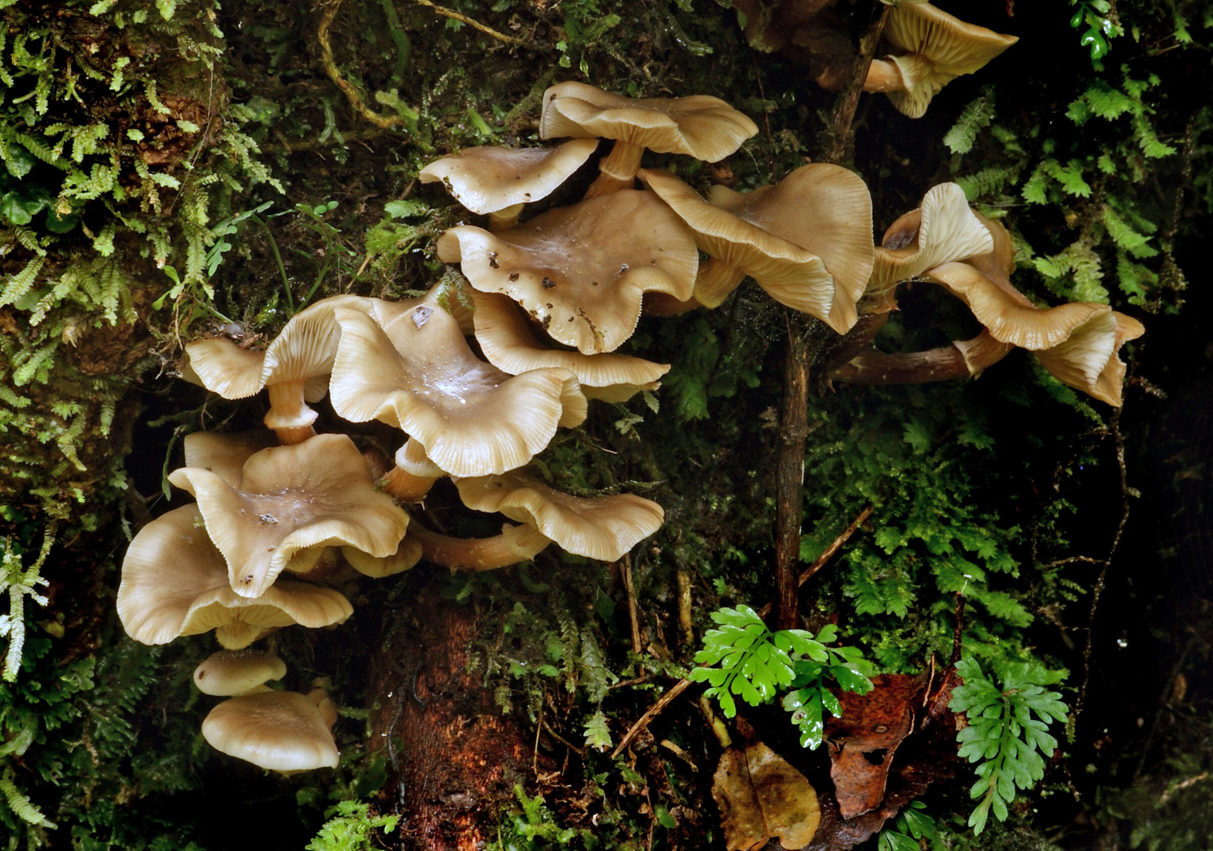 Image of Armillaria novae-zelandiae (G. Stev.) Boesew. 1977