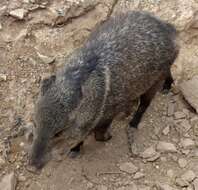 Image of peccaries