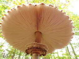 Image of Macrolepiota procera (Scop.) Singer 1948