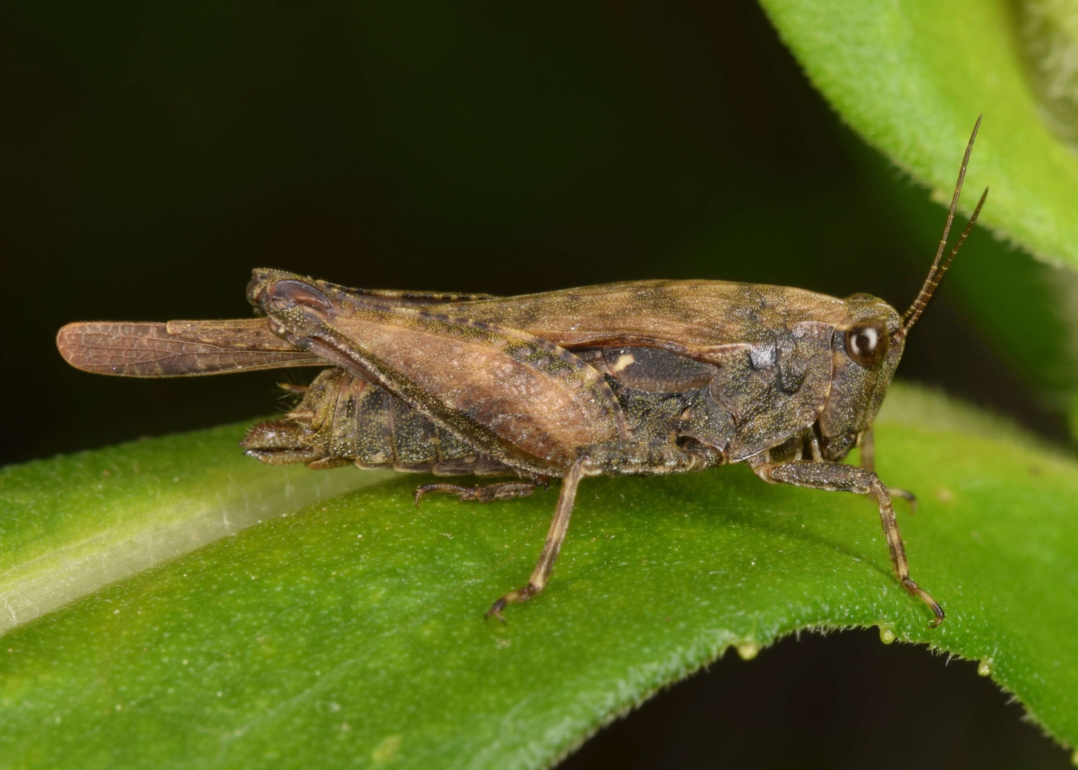 Image de Tettigidea