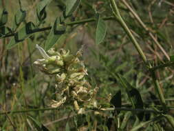 Image of American licorice