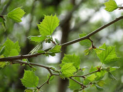 Image of American sycamore