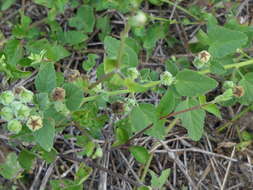 Image of country mallow