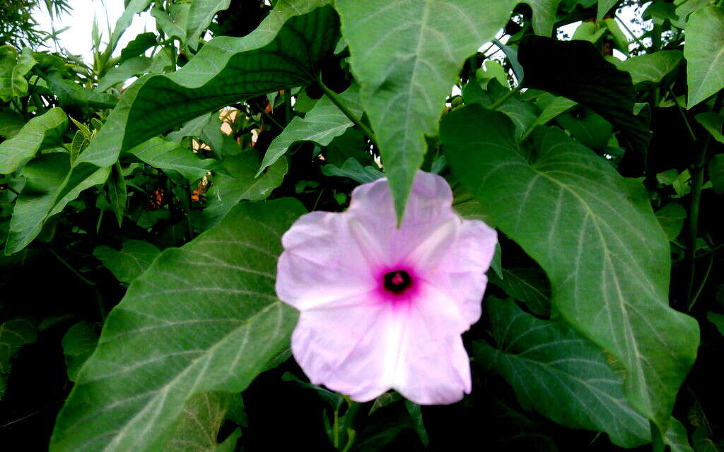 Слика од Ipomoea carnea Jacq.