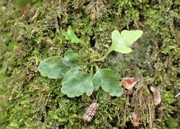 Image of common polypody