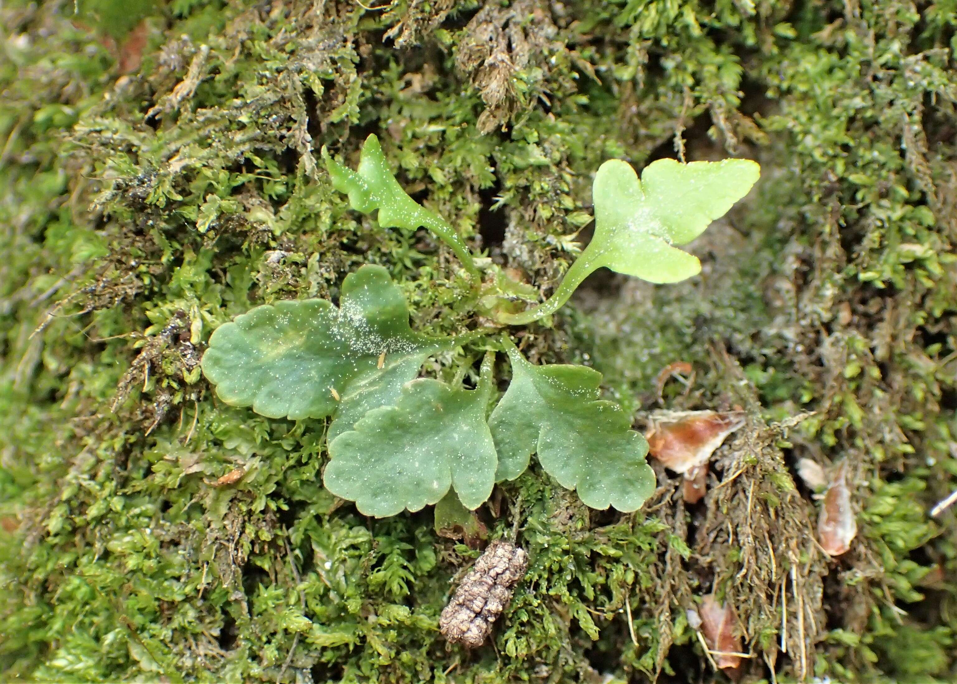 Image of common polypody