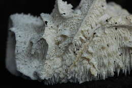 Image of Hericium cirrhatum (Pers.) Nikol. 1950