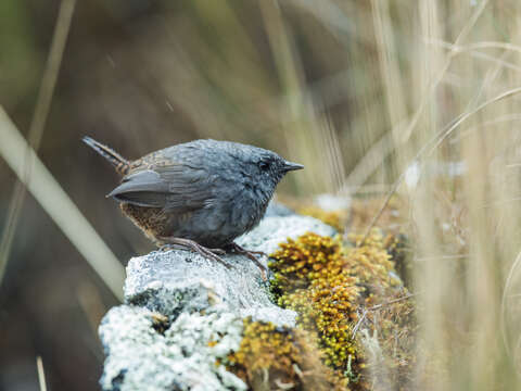 Image of Jalca Tapaculo