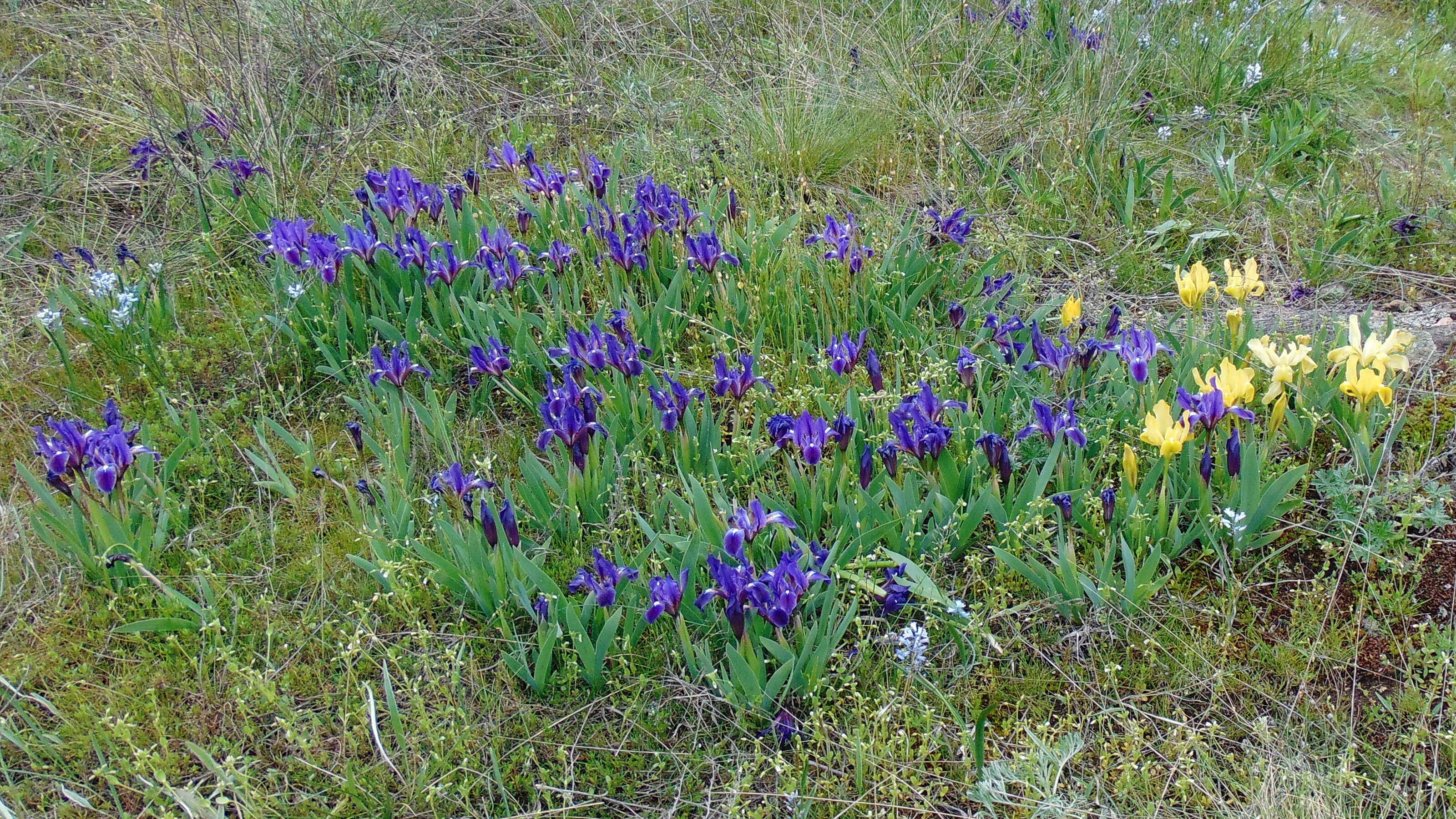 Plancia ëd Iris pumila L.