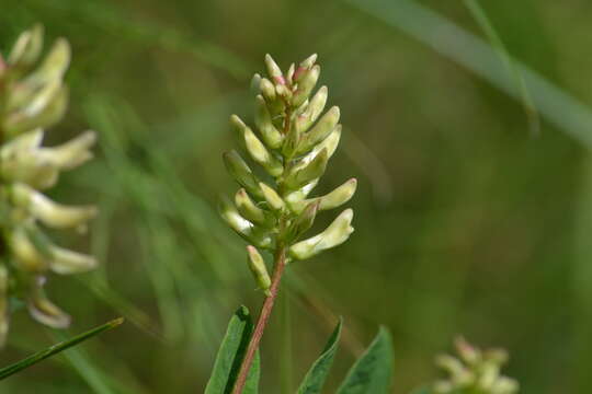 Image of licorice milkvetch