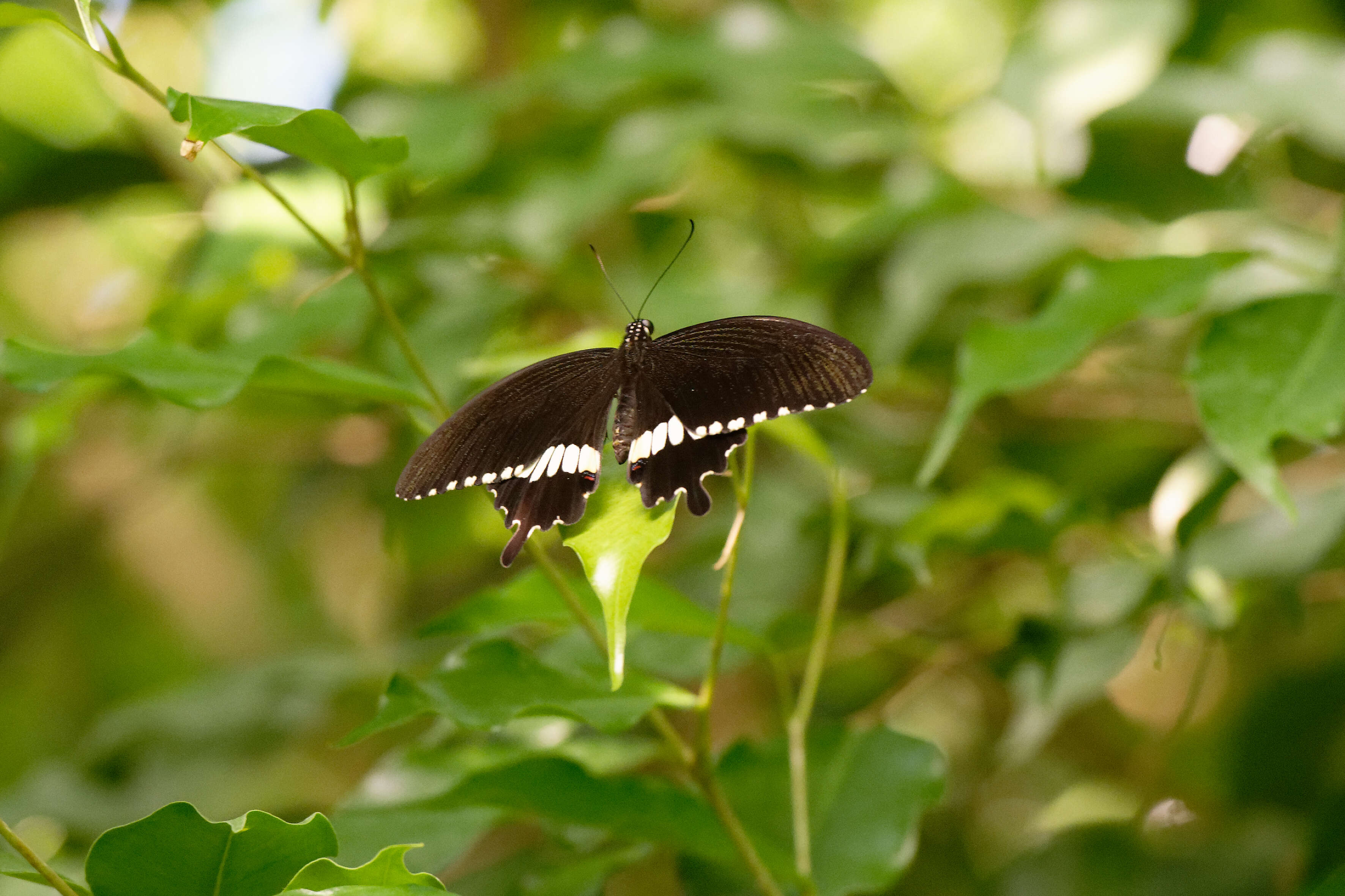 Image of Papilio polytes Linnaeus 1758