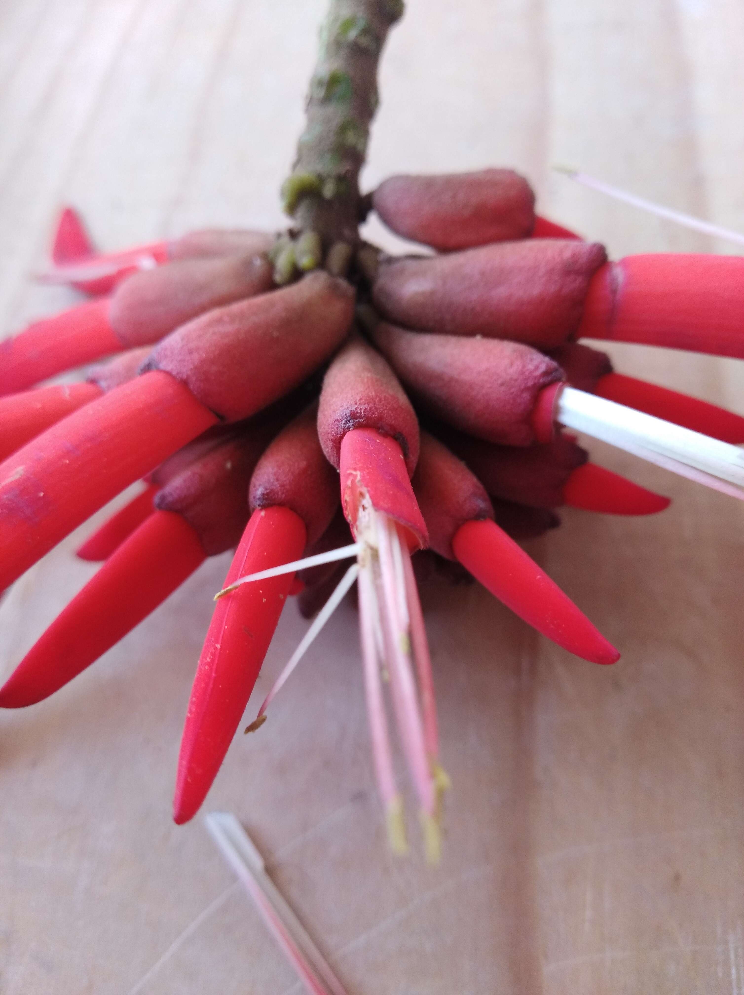 Image de Erythrina americana Mill.