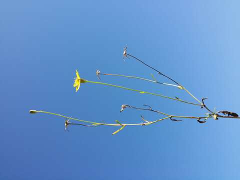 Image of narrowleaf hawksbeard