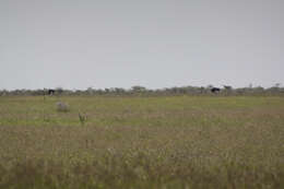 Image of ostriches