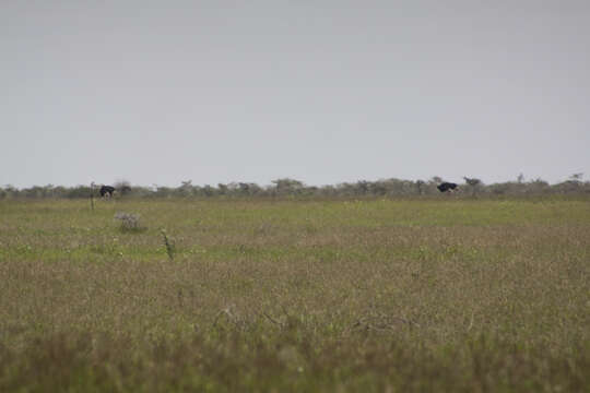 Image of ostriches