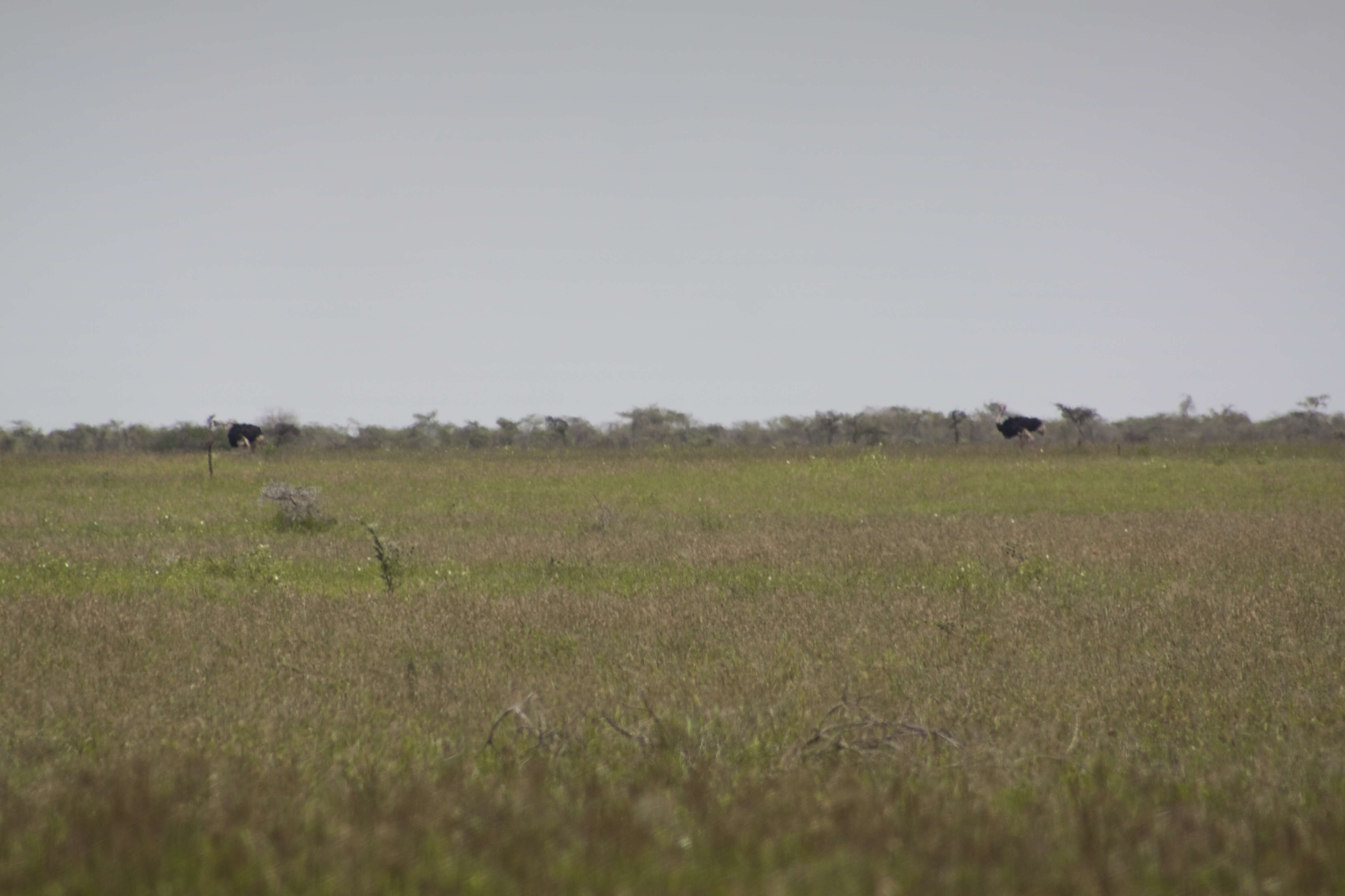 Image of ostriches