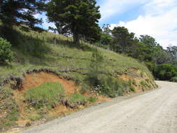 Image of gray sheoak