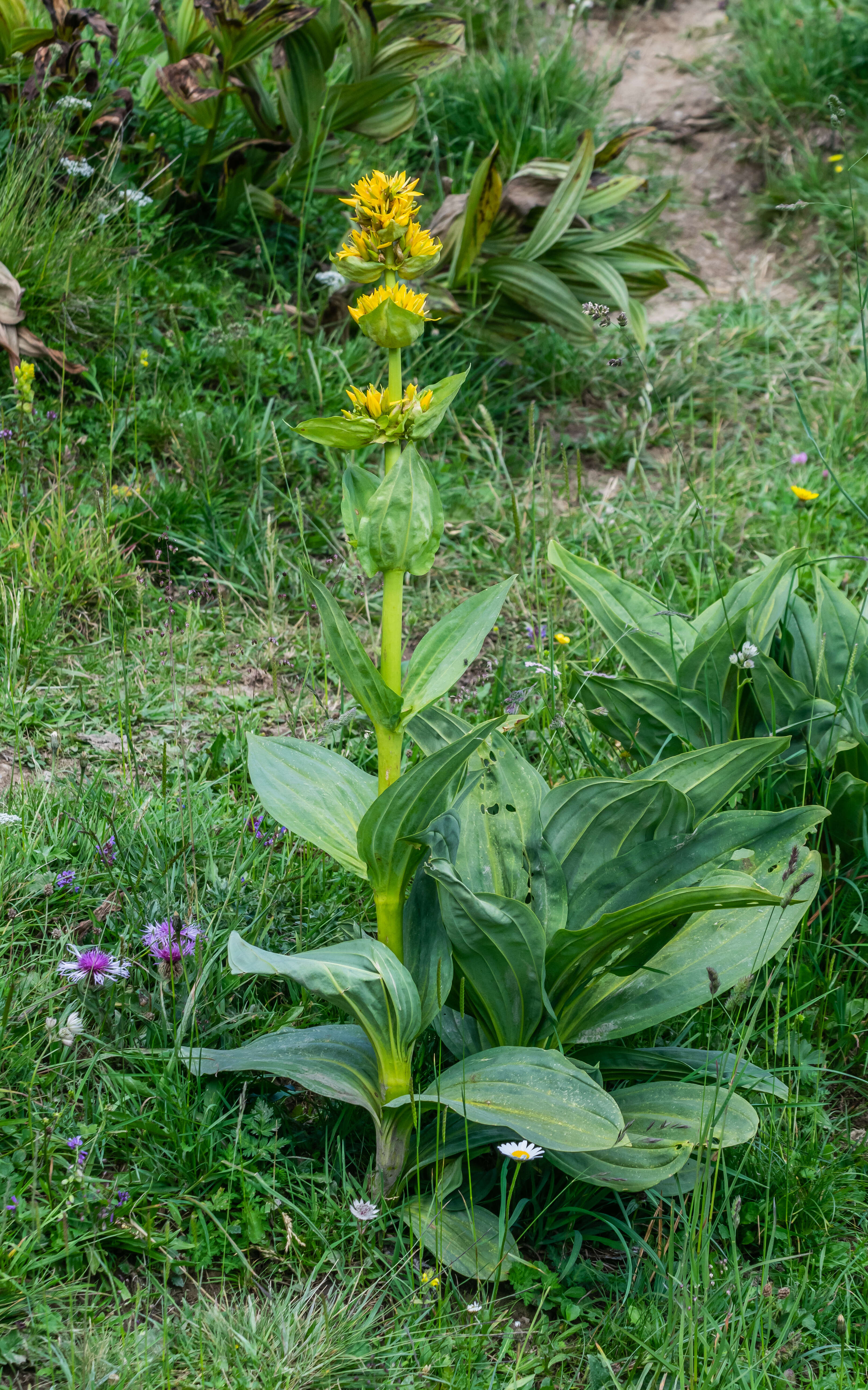 Image of bitter root