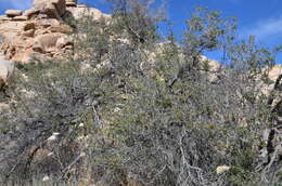 Image of Desert Scrub Oak