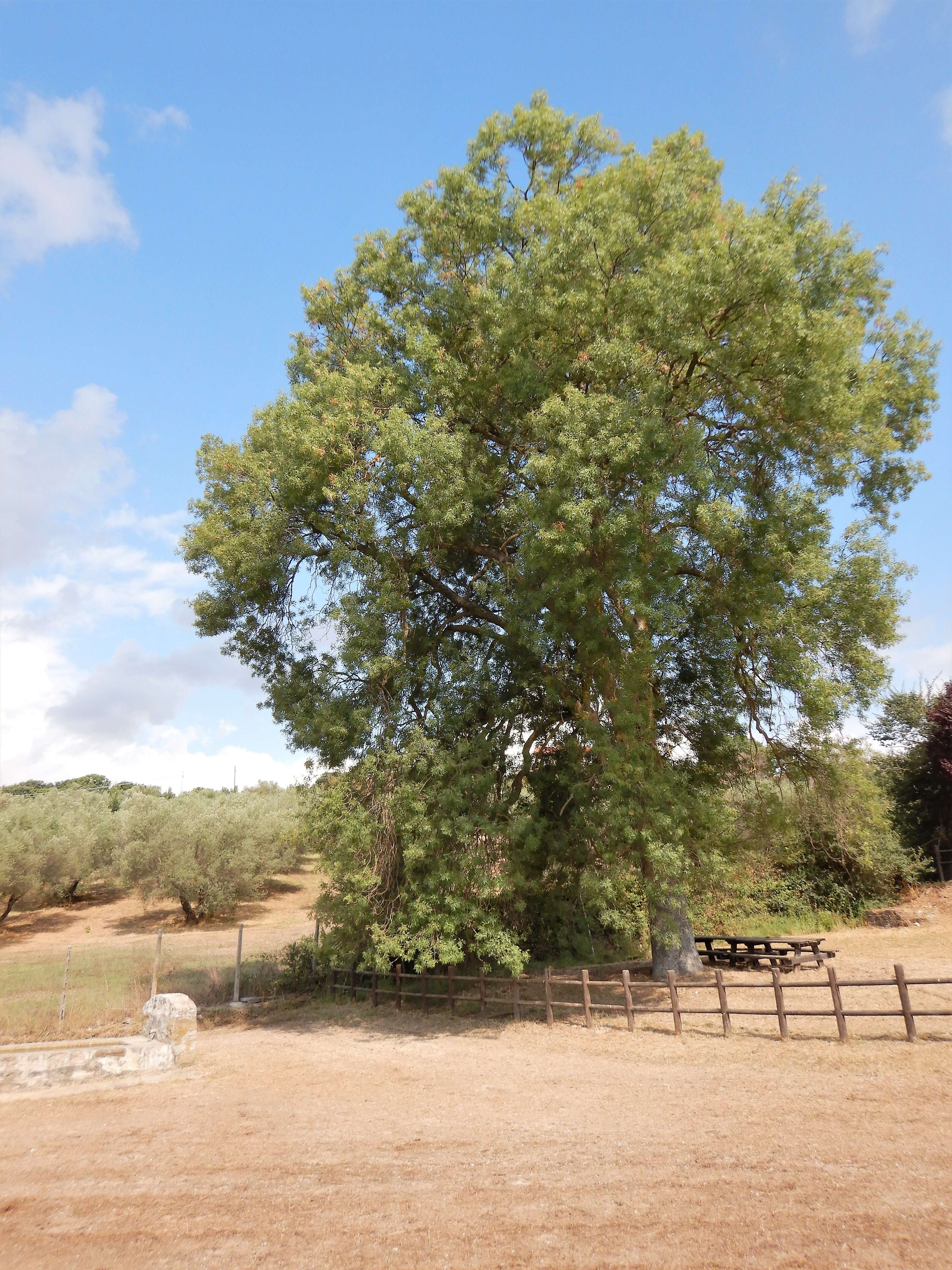 Image of Narrow-leafed Ash