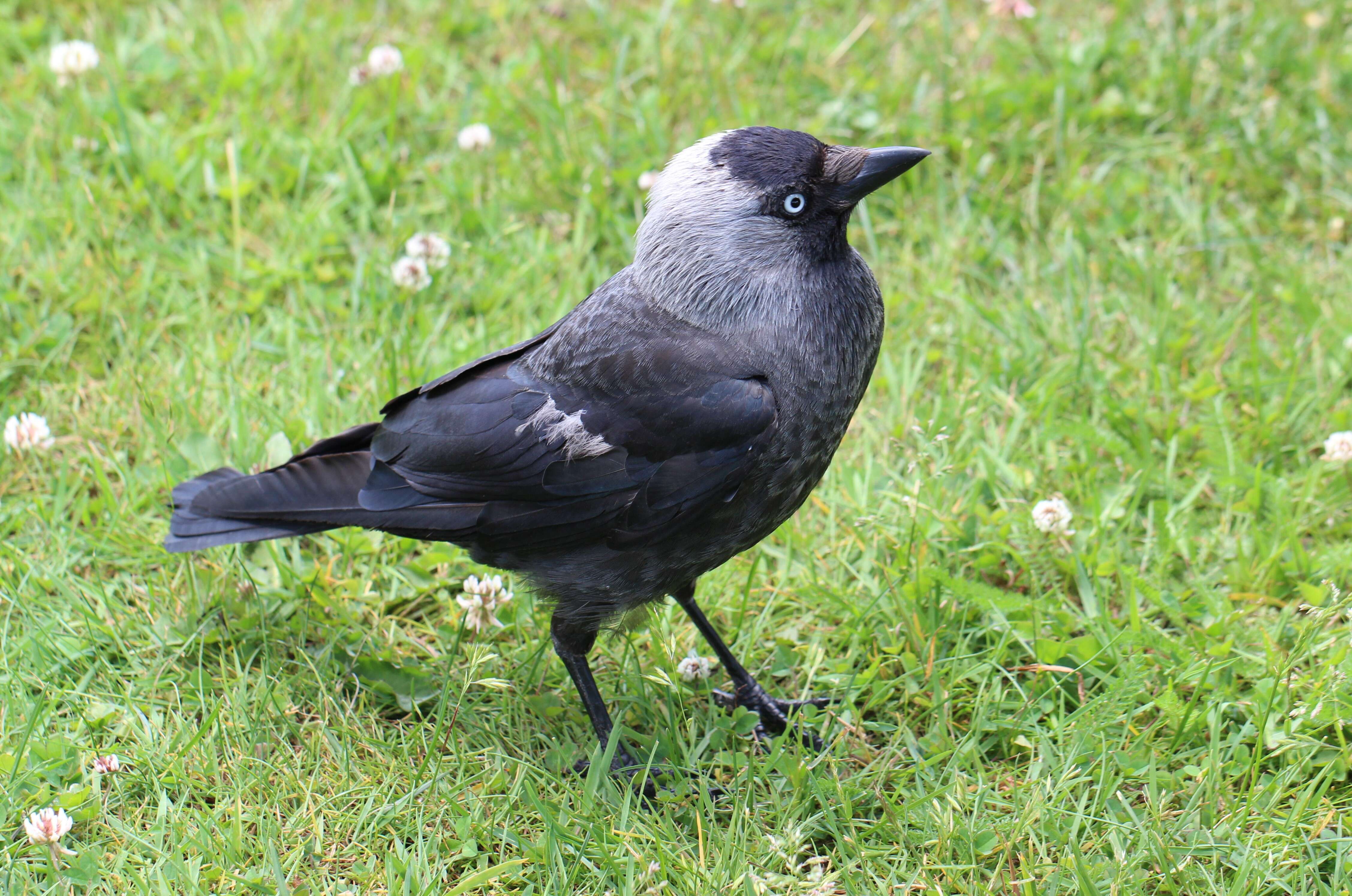 Image of Eurasian Jackdaw