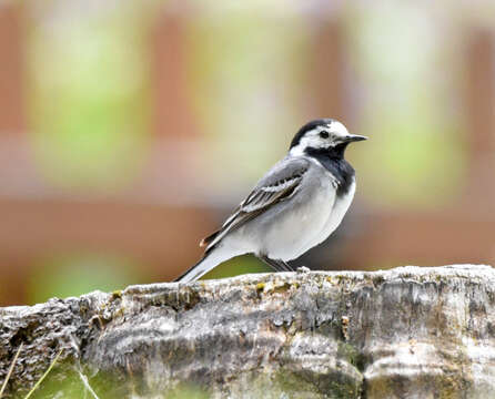 Image of Pied Wagtail and White Wagtail