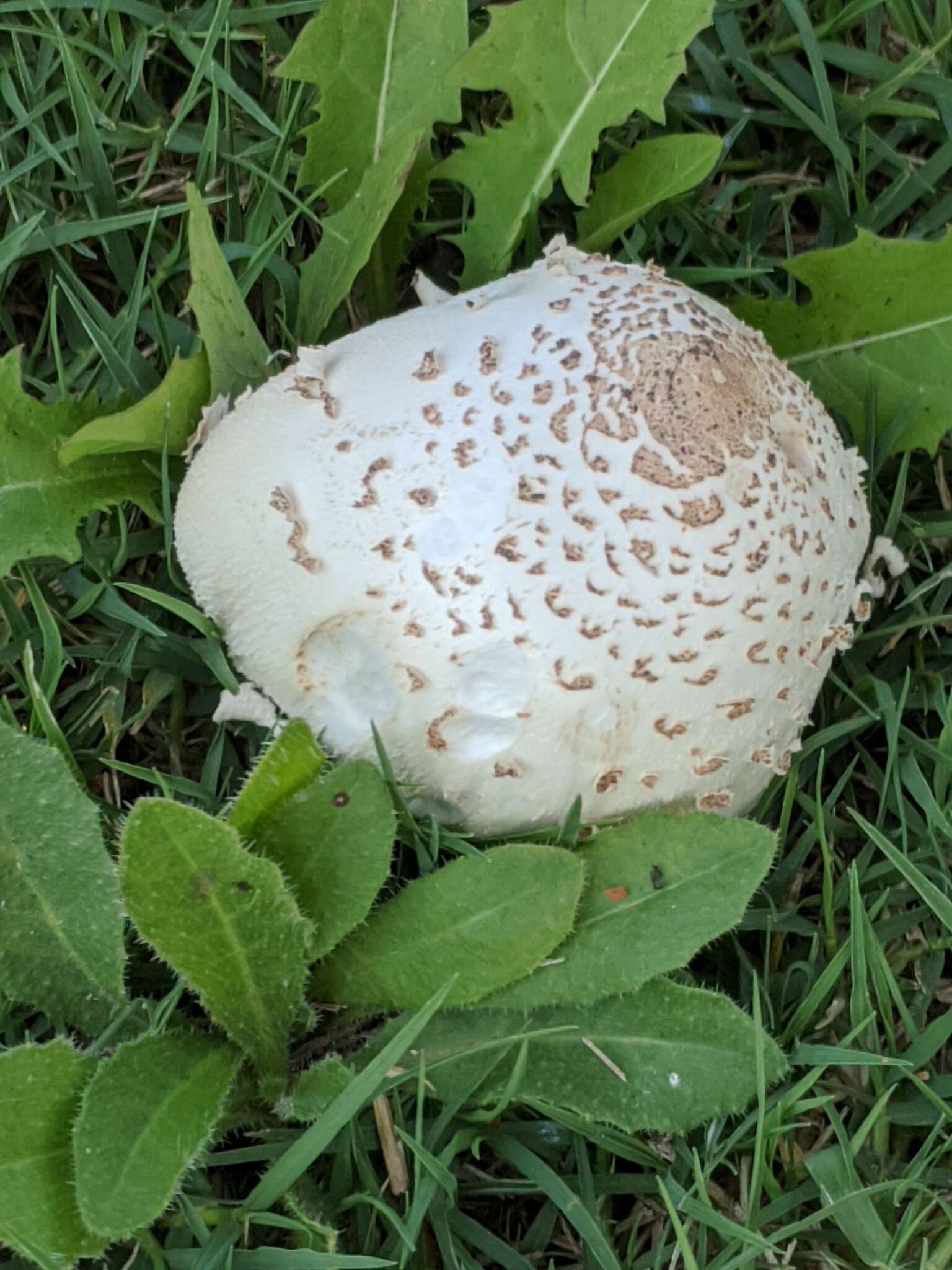 Plancia ëd Chlorophyllum molybdites (G. Mey.) Massee ex P. Syd. 1900