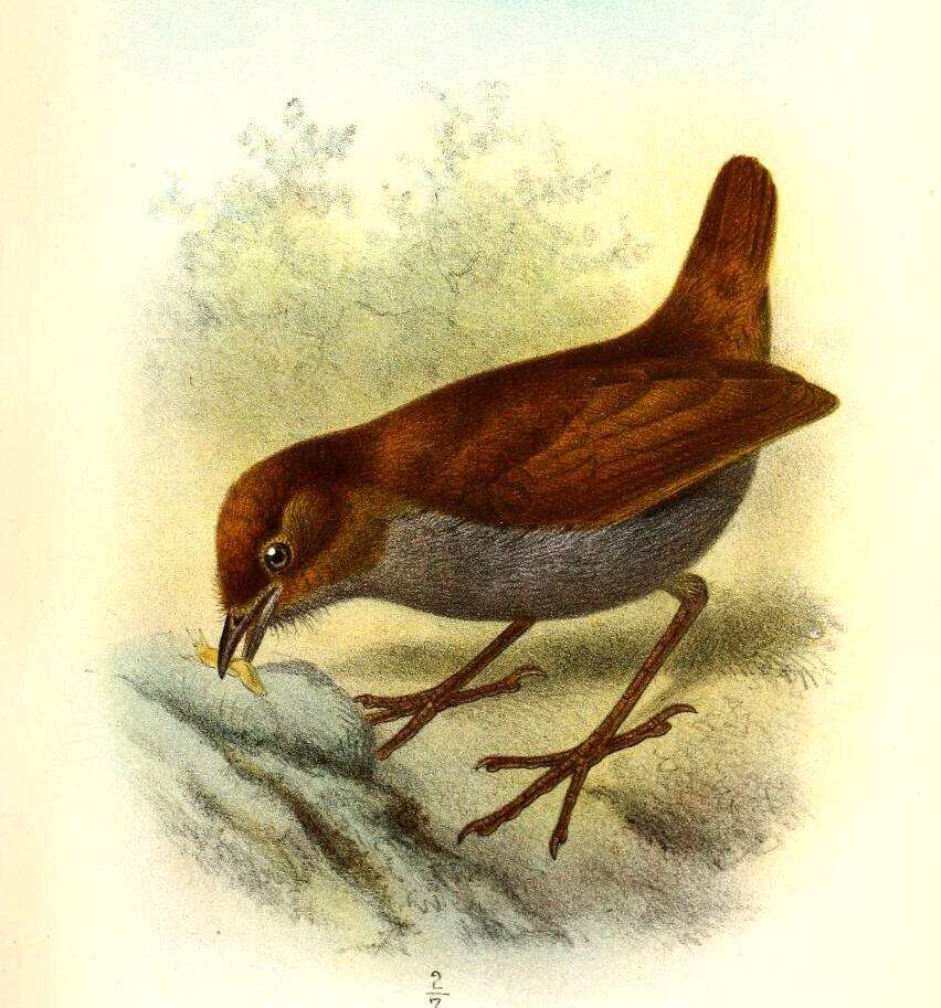 Image of Bicolored Antpitta