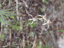 Plancia ëd Caladenia pendens subsp. pendens