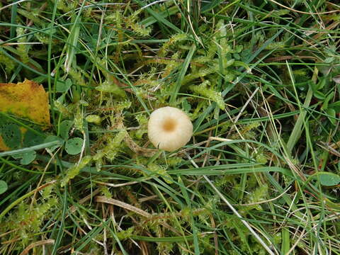 Image of Rickenella fibula (Bull.) Raithelh. 1973