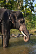 Image of Indian elephant