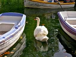 Image of Mute Swan