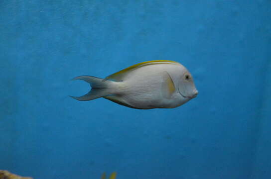 Image of Bristle-toothed Surgeonfish